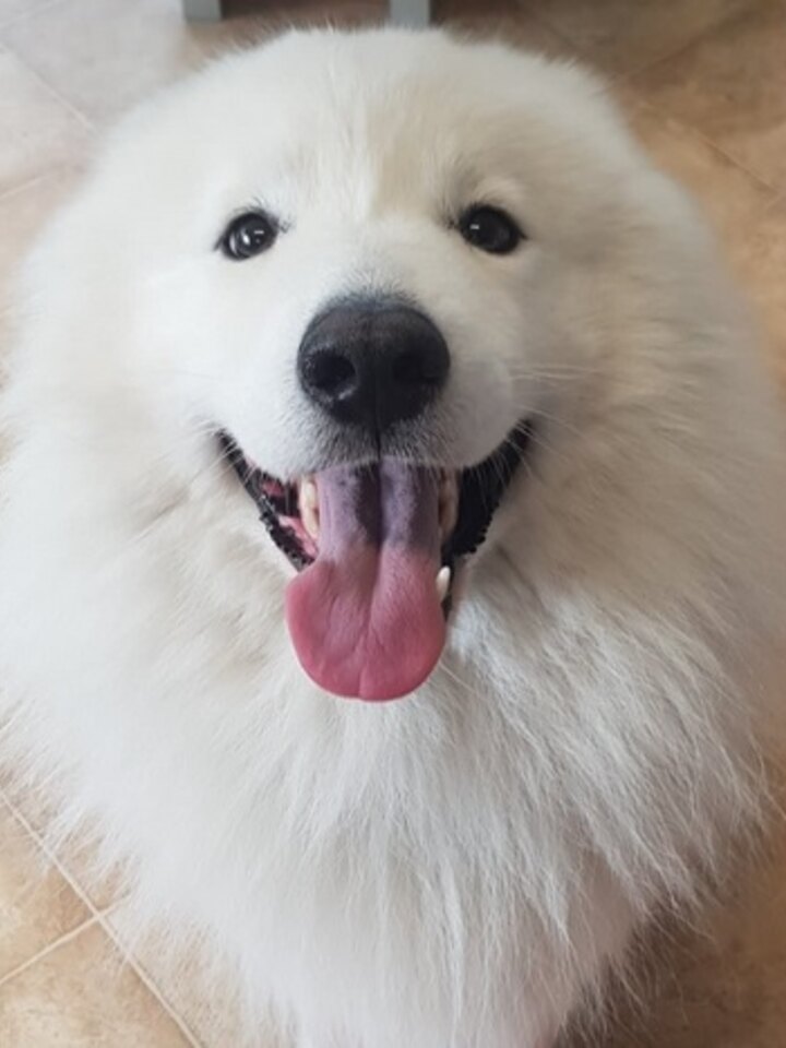 Sammy, biały samoyed